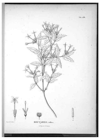 Reproducción/Reproduction 49556472616: Nova genera et species plantarum :. Antverpiae :Ex officina Christophori Plantini ...,1576.. 