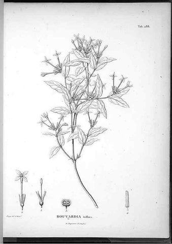 Reproducción/Reproduction 49556472616: Nova genera et species plantarum :. Antverpiae :Ex officina Christophori Plantini ...,1576.. 