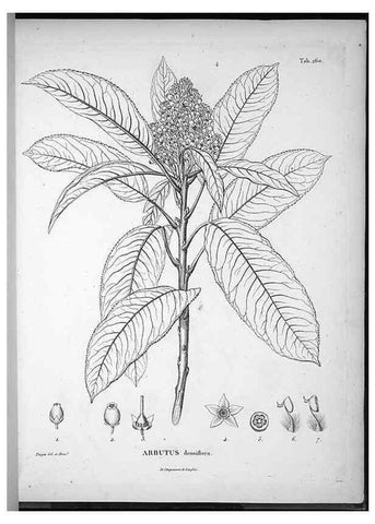 Reproducción/Reproduction 49556467131: Nova genera et species plantarum :. Antverpiae :Ex officina Christophori Plantini ...,1576.. 