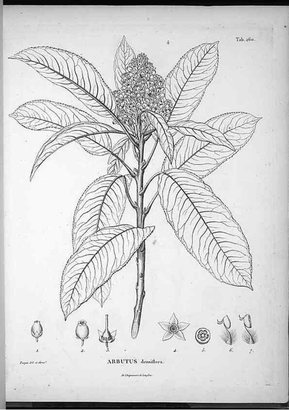Reproducción/Reproduction 49556467131: Nova genera et species plantarum :. Antverpiae :Ex officina Christophori Plantini ...,1576.. 