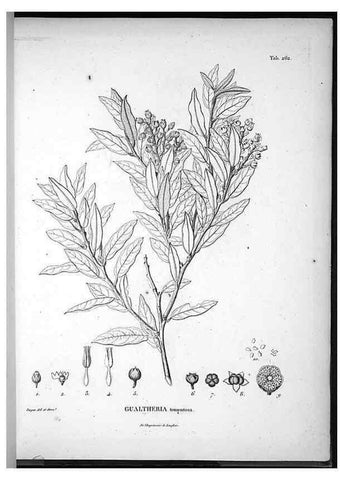 Reproducción/Reproduction 49556704212: Nova genera et species plantarum :. Antverpiae :Ex officina Christophori Plantini ...,1576.. 