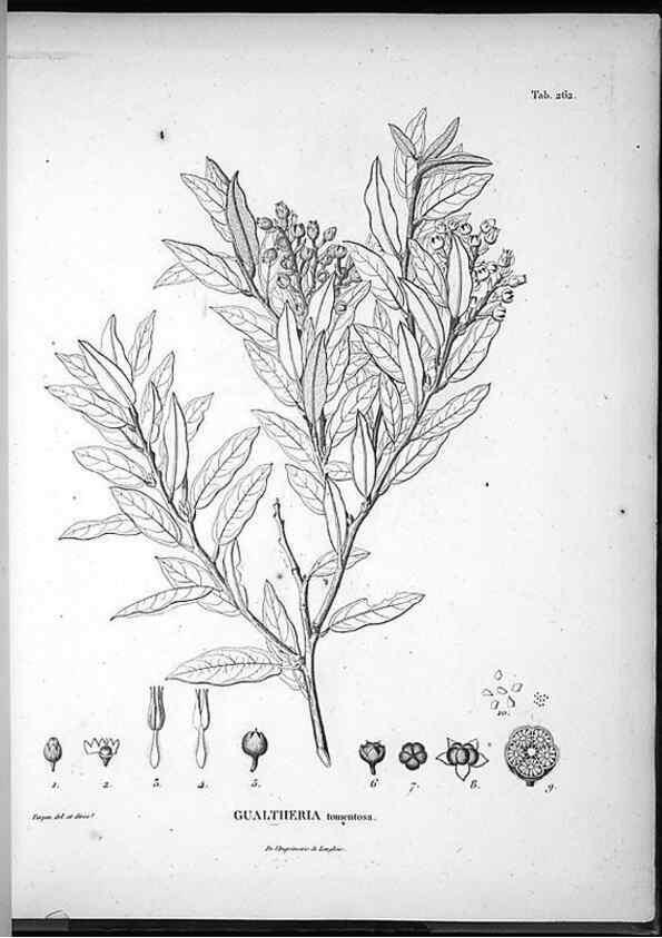 Reproducción/Reproduction 49556704212: Nova genera et species plantarum :. Antverpiae :Ex officina Christophori Plantini ...,1576.. 