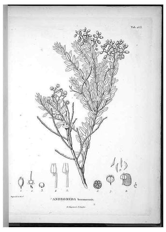 Reproducción/Reproduction 49555972733: Nova genera et species plantarum :. Antverpiae :Ex officina Christophori Plantini ...,1576.. 