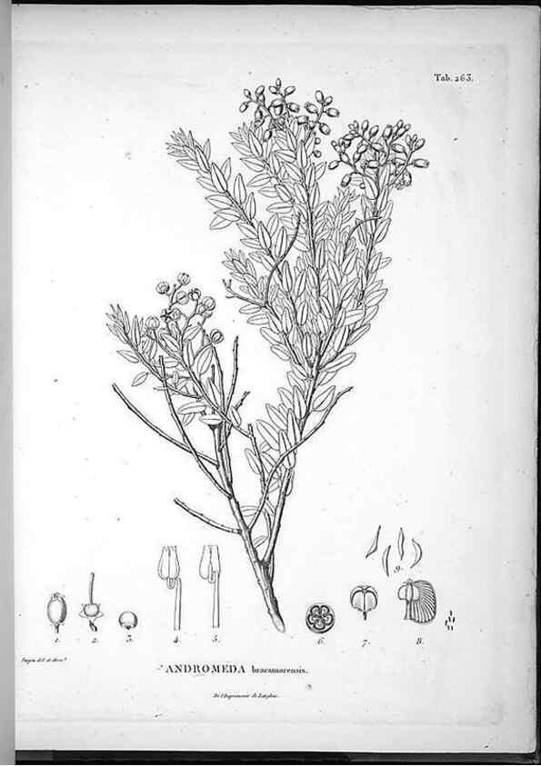 Reproducción/Reproduction 49555972733: Nova genera et species plantarum :. Antverpiae :Ex officina Christophori Plantini ...,1576.. 