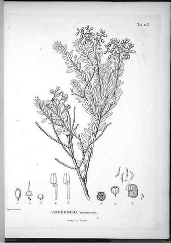Reproducción/Reproduction 49555972733: Nova genera et species plantarum :. Antverpiae :Ex officina Christophori Plantini ...,1576.. 