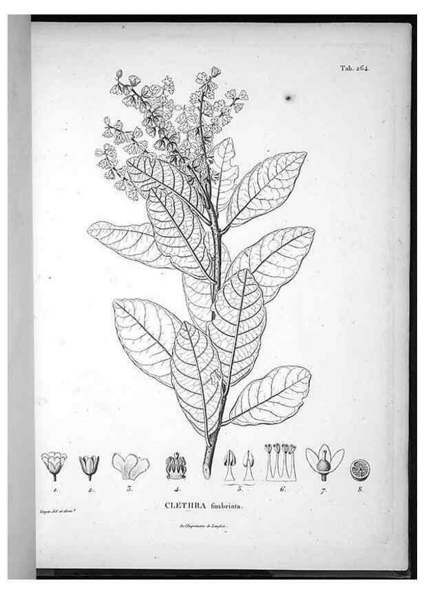 Reproducción/Reproduction 49556467906: Nova genera et species plantarum :. Antverpiae :Ex officina Christophori Plantini ...,1576.. 