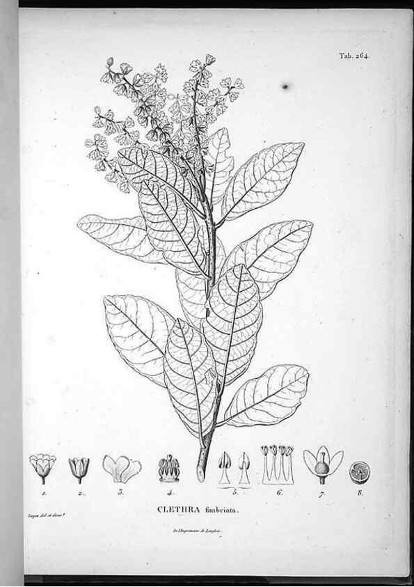 Reproducción/Reproduction 49556467906: Nova genera et species plantarum :. Antverpiae :Ex officina Christophori Plantini ...,1576.. 