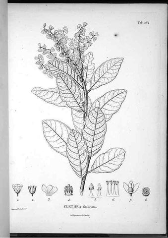 Reproducción/Reproduction 49556467906: Nova genera et species plantarum :. Antverpiae :Ex officina Christophori Plantini ...,1576.. 