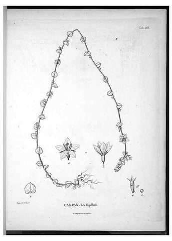Reproducción/Reproduction 49555973073: Nova genera et species plantarum :. Antverpiae :Ex officina Christophori Plantini ...,1576.. 
