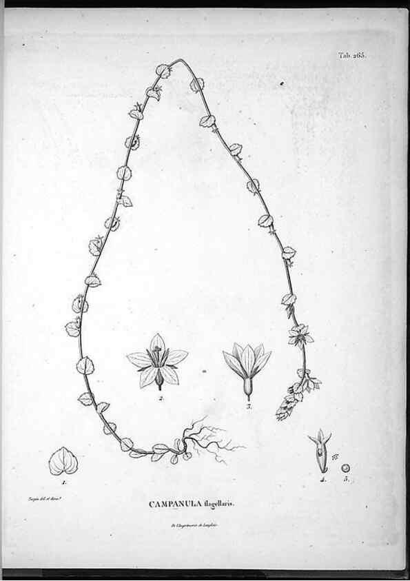 Reproducción/Reproduction 49555973073: Nova genera et species plantarum :. Antverpiae :Ex officina Christophori Plantini ...,1576.. 