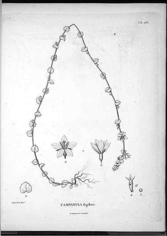 Reproducción/Reproduction 49555973073: Nova genera et species plantarum :. Antverpiae :Ex officina Christophori Plantini ...,1576.. 