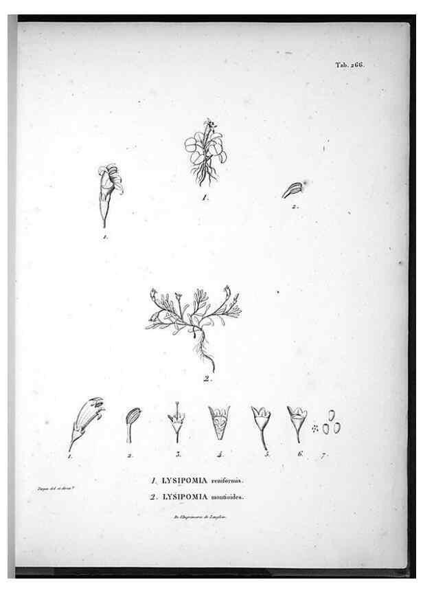 Reproducción/Reproduction 49556468306: Nova genera et species plantarum :. Antverpiae :Ex officina Christophori Plantini ...,1576.. 