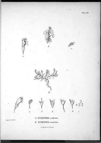 Reproducción/Reproduction 49556468306: Nova genera et species plantarum :. Antverpiae :Ex officina Christophori Plantini ...,1576.. 