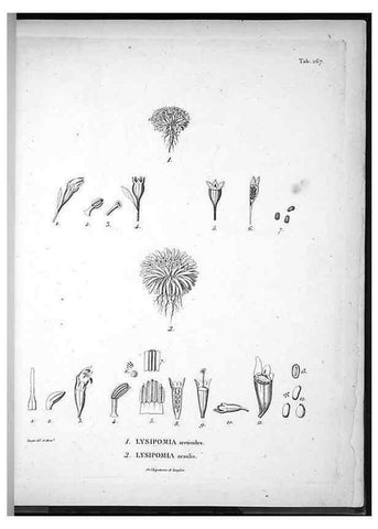 Reproducción/Reproduction 49556705182: Nova genera et species plantarum :. Antverpiae :Ex officina Christophori Plantini ...,1576.. 