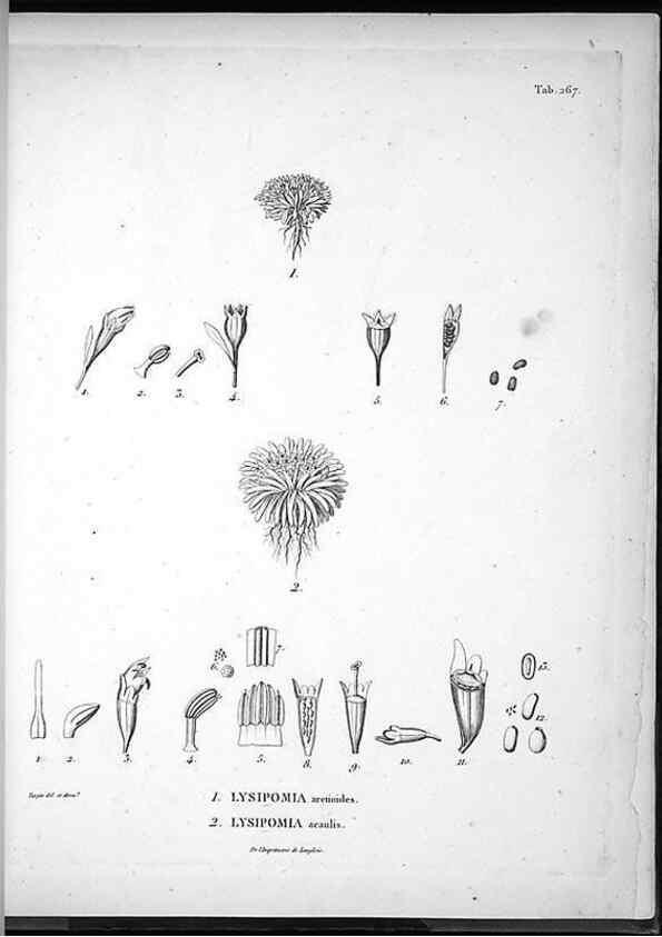 Reproducción/Reproduction 49556705182: Nova genera et species plantarum :. Antverpiae :Ex officina Christophori Plantini ...,1576.. 