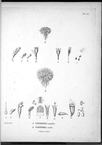 Reproducción/Reproduction 49556705182: Nova genera et species plantarum :. Antverpiae :Ex officina Christophori Plantini ...,1576.. 
