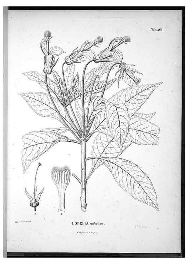 Reproducción/Reproduction 49555973613: Nova genera et species plantarum :. Antverpiae :Ex officina Christophori Plantini ...,1576.. 