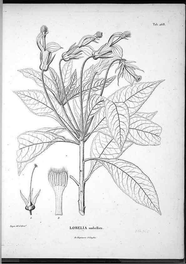 Reproducción/Reproduction 49555973613: Nova genera et species plantarum :. Antverpiae :Ex officina Christophori Plantini ...,1576.. 