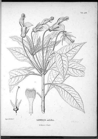 Reproducción/Reproduction 49555973613: Nova genera et species plantarum :. Antverpiae :Ex officina Christophori Plantini ...,1576.. 