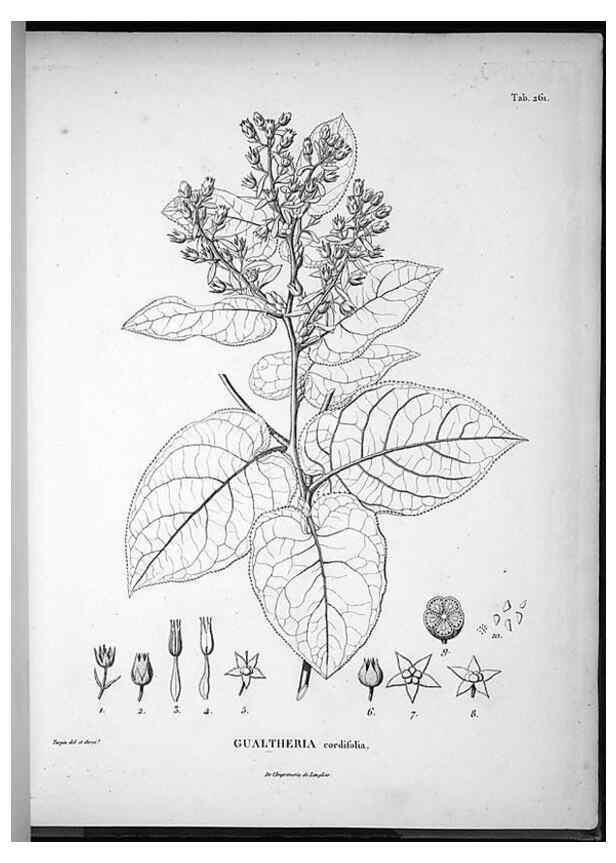 Reproducción/Reproduction 49556704027: Nova genera et species plantarum :. Antverpiae :Ex officina Christophori Plantini ...,1576.. 