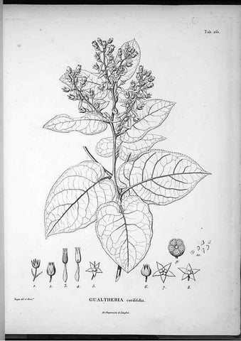 Reproducción/Reproduction 49556704027: Nova genera et species plantarum :. Antverpiae :Ex officina Christophori Plantini ...,1576.. 