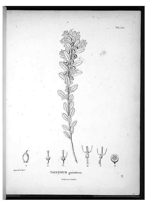Reproducción/Reproduction 49556702547: Nova genera et species plantarum :. Antverpiae :Ex officina Christophori Plantini ...,1576.. 