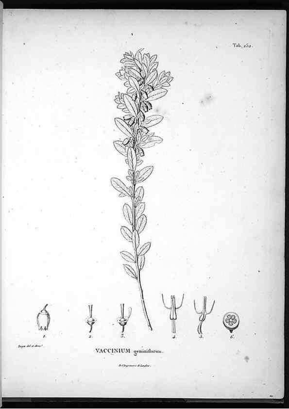 Reproducción/Reproduction 49556702547: Nova genera et species plantarum :. Antverpiae :Ex officina Christophori Plantini ...,1576.. 