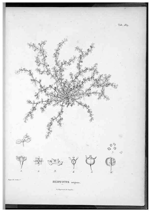Reproducción/Reproduction 49556472716: Nova genera et species plantarum :. Antverpiae :Ex officina Christophori Plantini ...,1576.. 