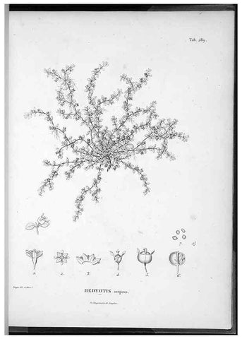 Reproducción/Reproduction 49556472716: Nova genera et species plantarum :. Antverpiae :Ex officina Christophori Plantini ...,1576.. 