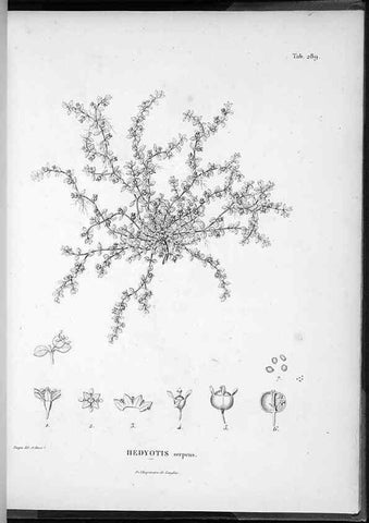 Reproducción/Reproduction 49556472716: Nova genera et species plantarum :. Antverpiae :Ex officina Christophori Plantini ...,1576.. 