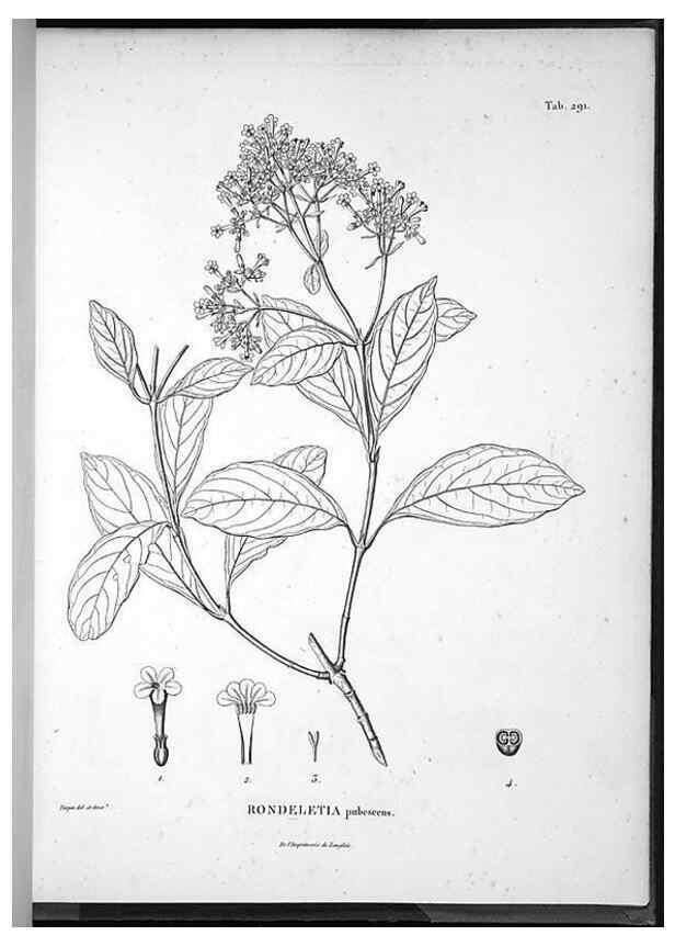 Reproducción/Reproduction 49556709687: Nova genera et species plantarum :. Antverpiae :Ex officina Christophori Plantini ...,1576.. 