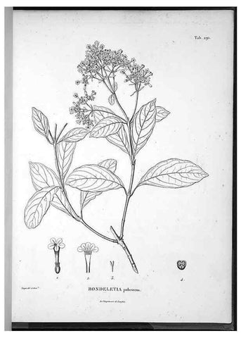 Reproducción/Reproduction 49556709687: Nova genera et species plantarum :. Antverpiae :Ex officina Christophori Plantini ...,1576.. 