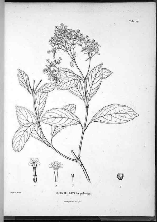 Reproducción/Reproduction 49556709687: Nova genera et species plantarum :. Antverpiae :Ex officina Christophori Plantini ...,1576.. 