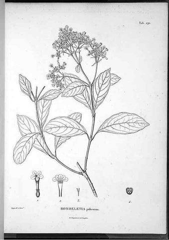 Reproducción/Reproduction 49556709687: Nova genera et species plantarum :. Antverpiae :Ex officina Christophori Plantini ...,1576.. 