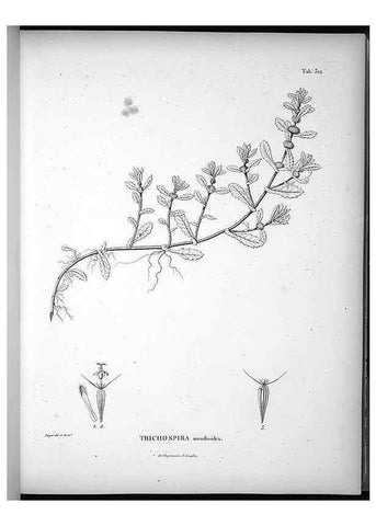 Reproducción/Reproduction 49556498661: Nova genera et species plantarum :. Antverpiae :Ex officina Christophori Plantini ...,1576.. 