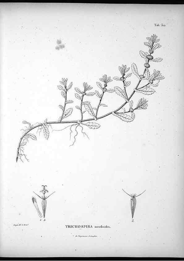 Reproducción/Reproduction 49556498661: Nova genera et species plantarum :. Antverpiae :Ex officina Christophori Plantini ...,1576.. 
