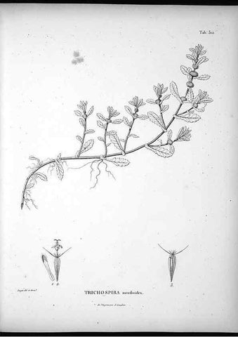 Reproducción/Reproduction 49556498661: Nova genera et species plantarum :. Antverpiae :Ex officina Christophori Plantini ...,1576.. 