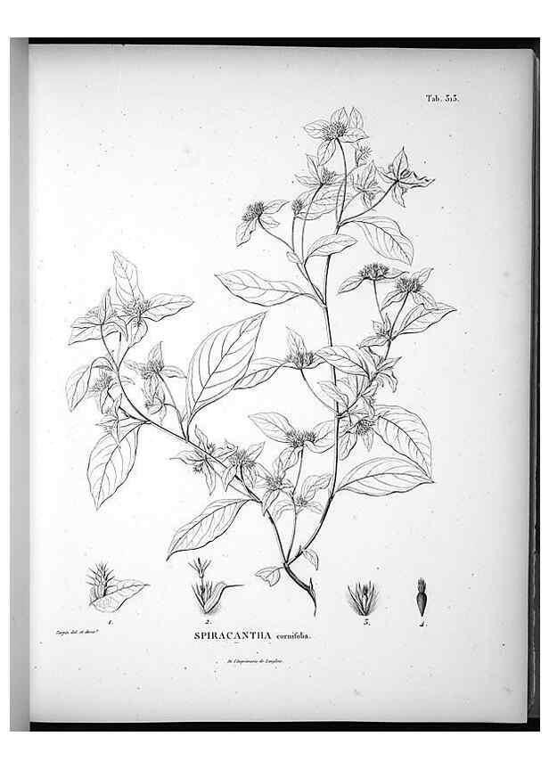 Reproducción/Reproduction 49556735677: Nova genera et species plantarum :. Antverpiae :Ex officina Christophori Plantini ...,1576.. 