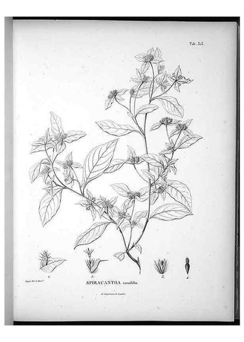 Reproducción/Reproduction 49556735677: Nova genera et species plantarum :. Antverpiae :Ex officina Christophori Plantini ...,1576.. 