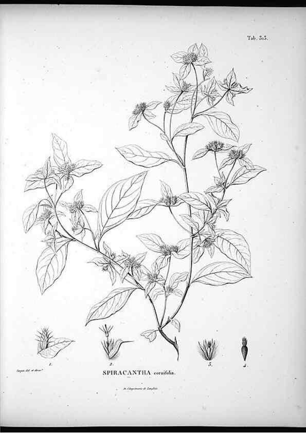 Reproducción/Reproduction 49556735677: Nova genera et species plantarum :. Antverpiae :Ex officina Christophori Plantini ...,1576.. 