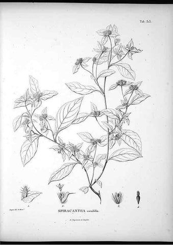 Reproducción/Reproduction 49556735677: Nova genera et species plantarum :. Antverpiae :Ex officina Christophori Plantini ...,1576.. 