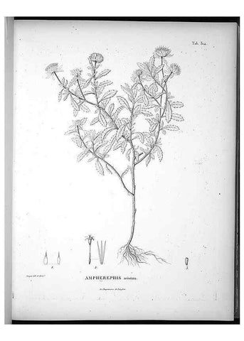 Reproducción/Reproduction 49556735912: Nova genera et species plantarum :. Antverpiae :Ex officina Christophori Plantini ...,1576.. 