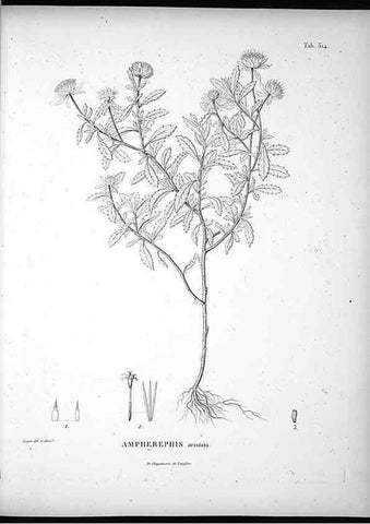 Reproducción/Reproduction 49556735912: Nova genera et species plantarum :. Antverpiae :Ex officina Christophori Plantini ...,1576.. 