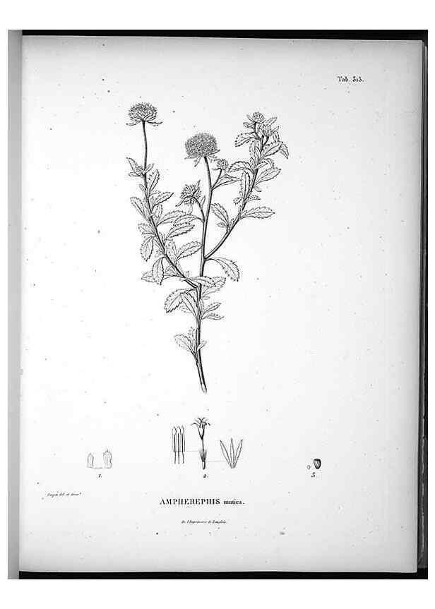Reproducción/Reproduction 49556736082: Nova genera et species plantarum :. Antverpiae :Ex officina Christophori Plantini ...,1576.. 