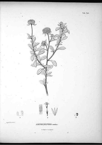 Reproducción/Reproduction 49556736082: Nova genera et species plantarum :. Antverpiae :Ex officina Christophori Plantini ...,1576.. 
