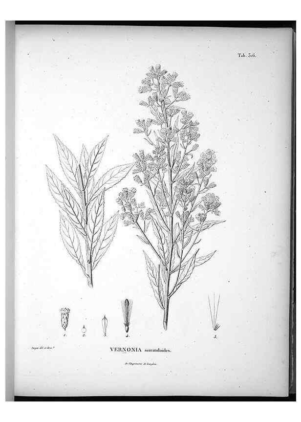 Reproducción/Reproduction 49556004528: Nova genera et species plantarum :. Antverpiae :Ex officina Christophori Plantini ...,1576.. 