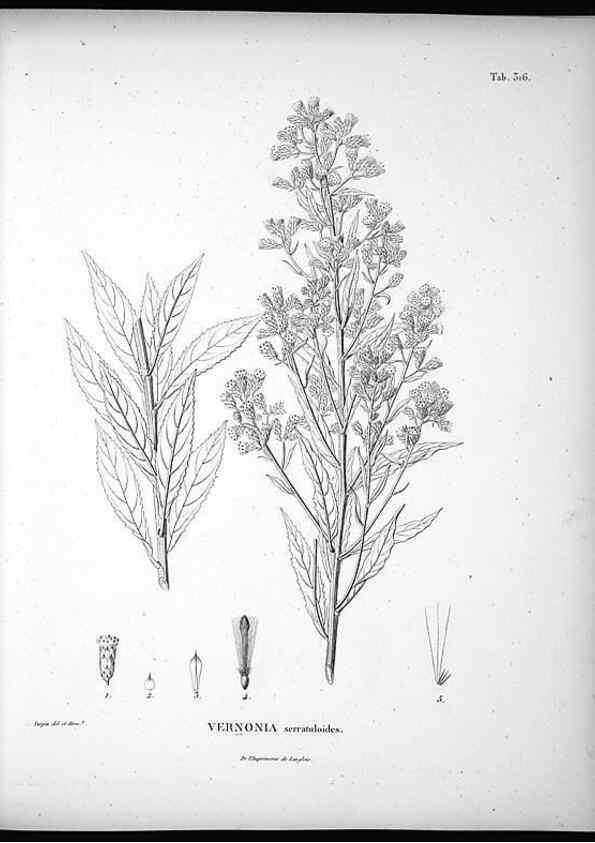 Reproducción/Reproduction 49556004528: Nova genera et species plantarum :. Antverpiae :Ex officina Christophori Plantini ...,1576.. 