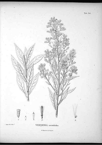 Reproducción/Reproduction 49556004528: Nova genera et species plantarum :. Antverpiae :Ex officina Christophori Plantini ...,1576.. 