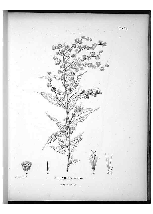 Reproducción/Reproduction 49556736482: Nova genera et species plantarum :. Antverpiae :Ex officina Christophori Plantini ...,1576.. 