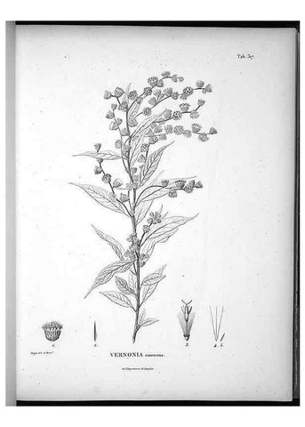 Reproducción/Reproduction 49556736482: Nova genera et species plantarum :. Antverpiae :Ex officina Christophori Plantini ...,1576.. 